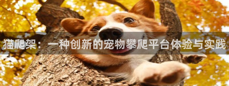 征途国际娱乐:猫爬架:一种创新的宠物攀爬平台体验与实践